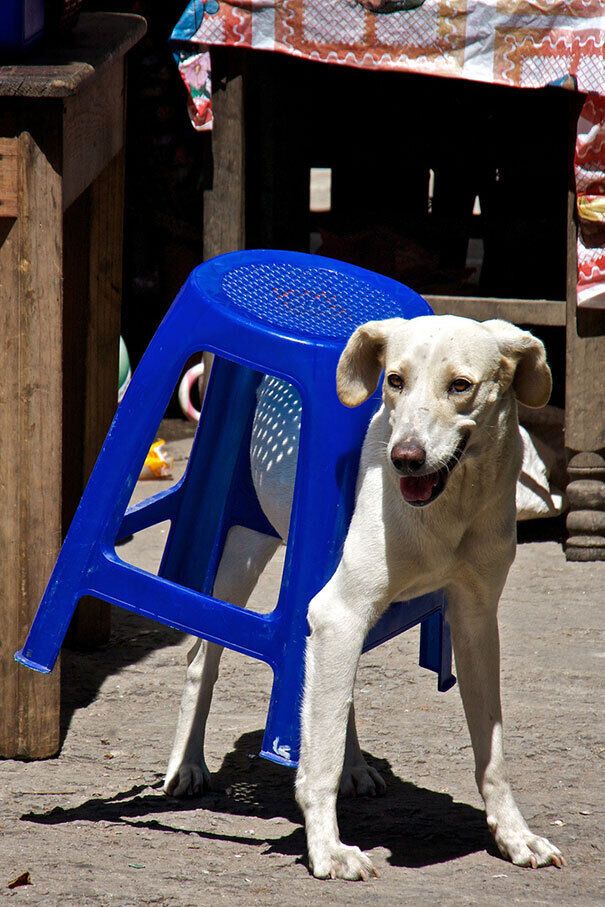 Пес застрял в стуле.