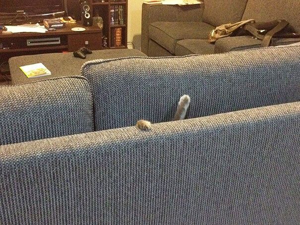 Кот провалился в диван