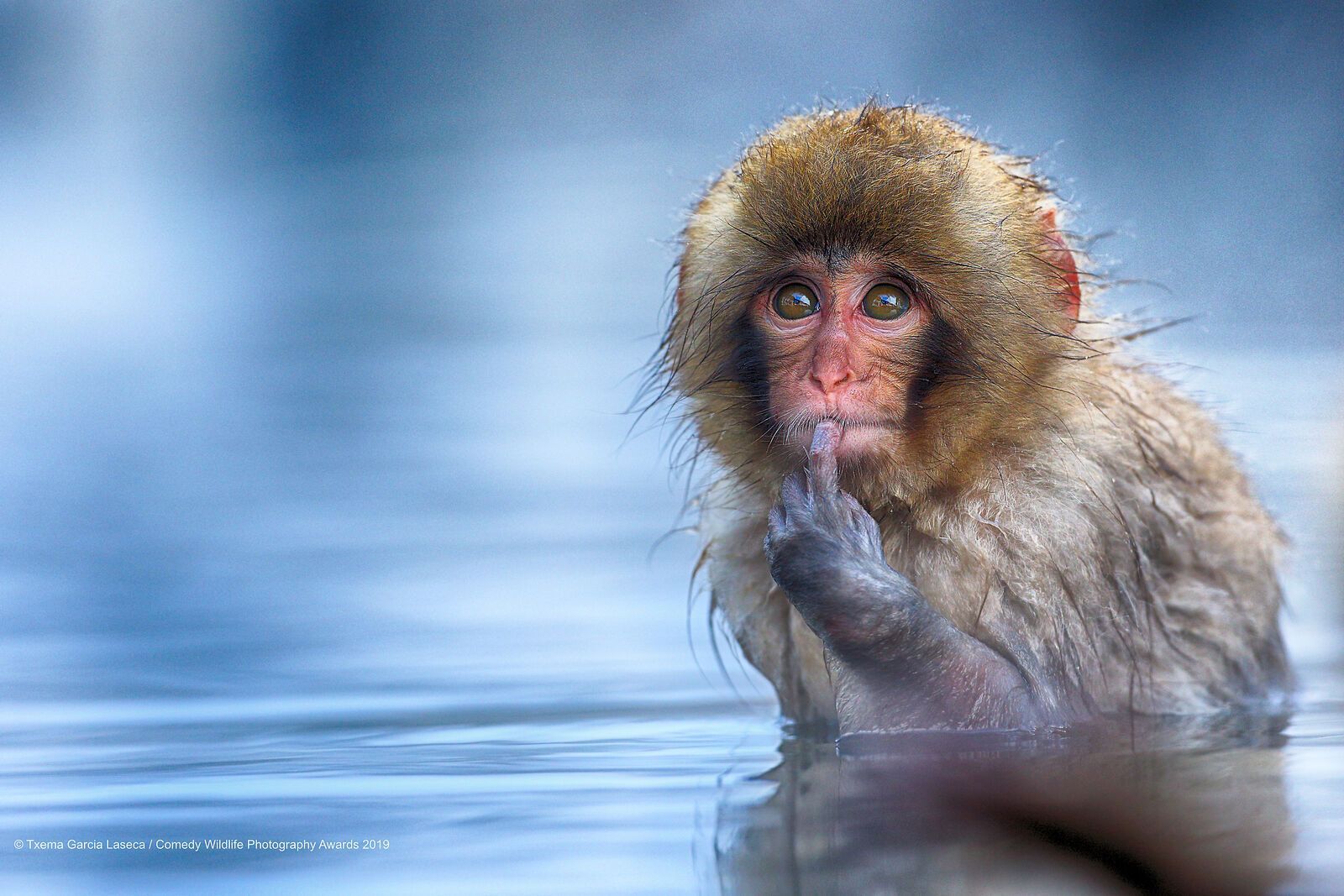 Мавпеня купається в озері