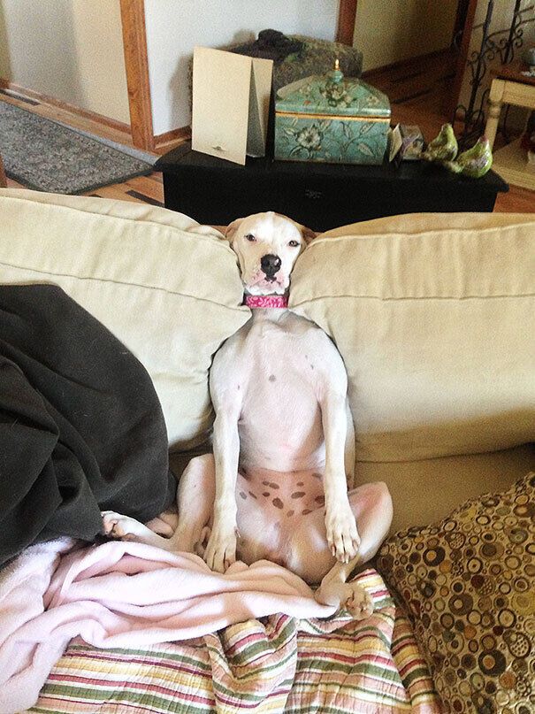 Пес релаксирует на диване.