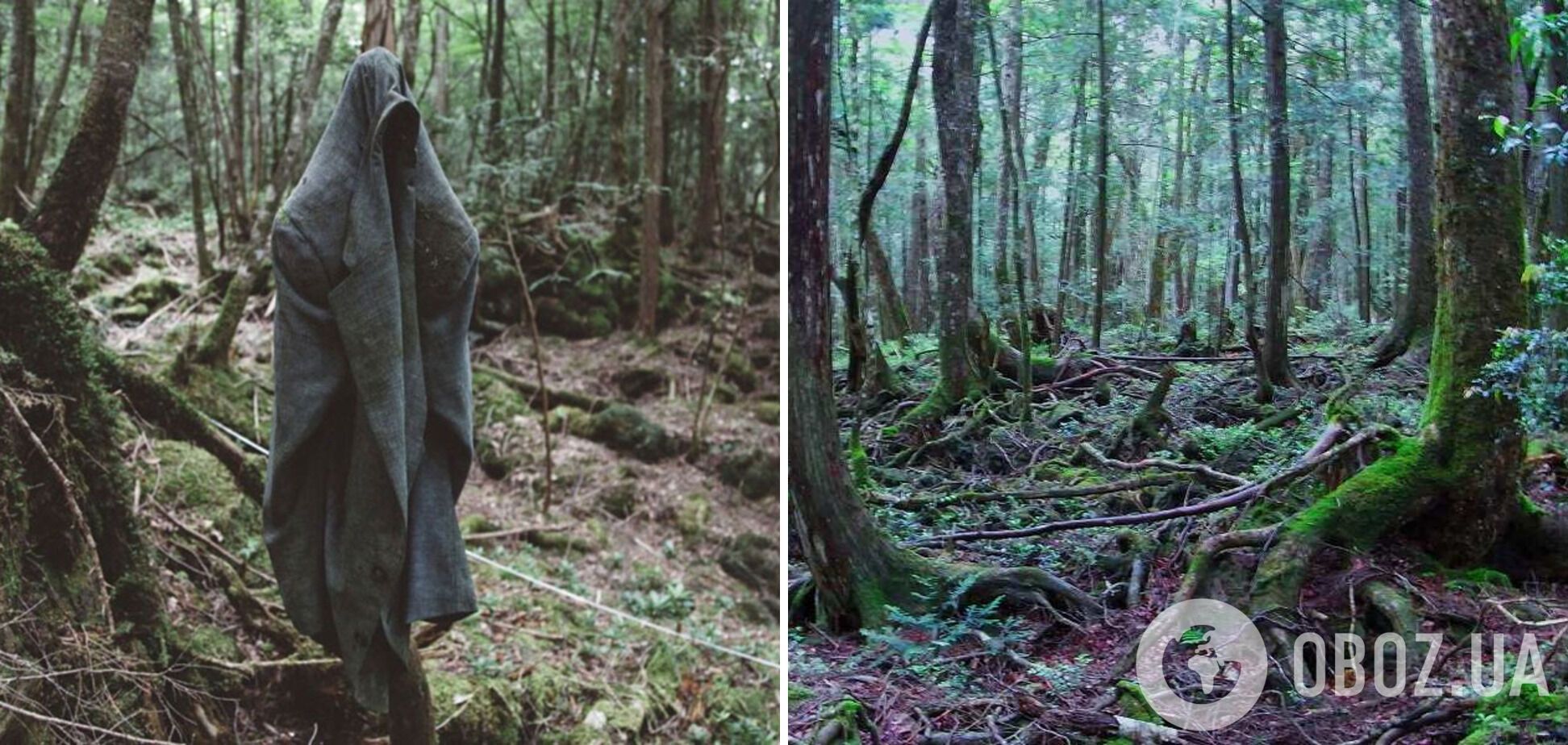 В японском лесу находят сотни самоубийц в год.
