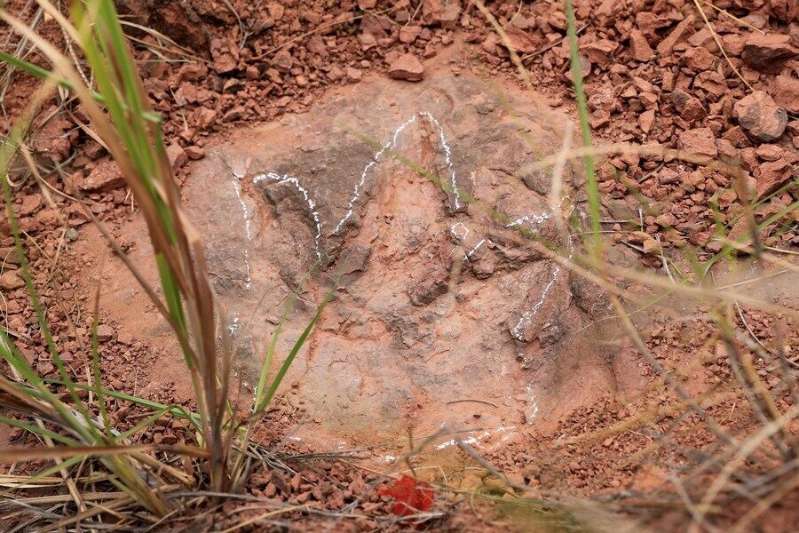 Деякі з виявлених слідів були залишені великими зауроподами