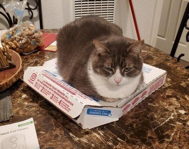 Кот сел на тепленькую пиццу.