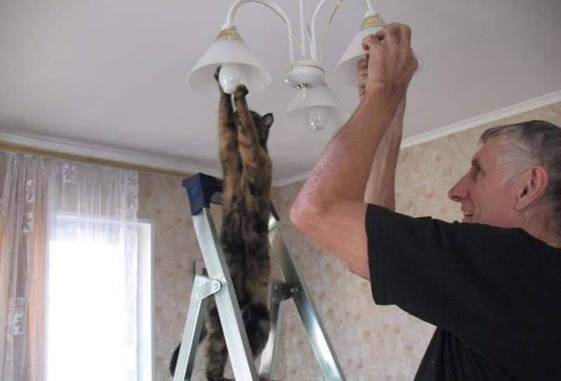 Кошка помогает вкручивать лампочку.