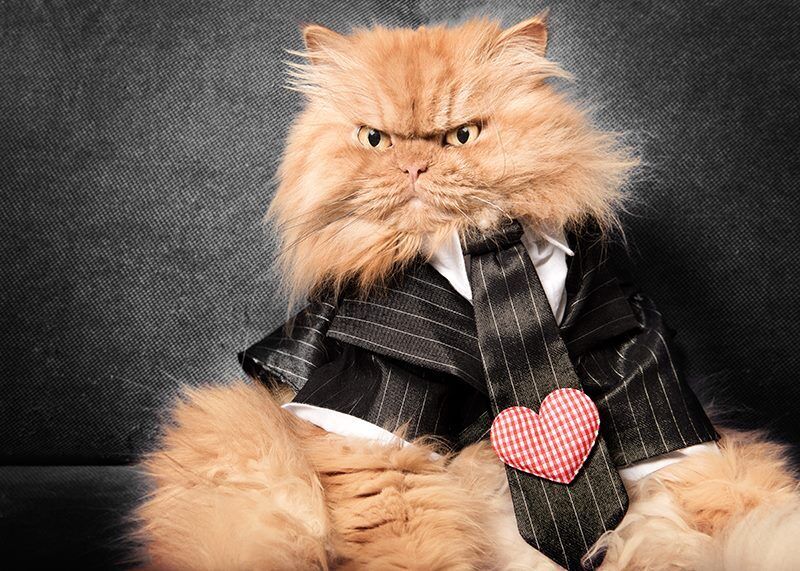 Кіт на фотосесії в елегантному костюмі.