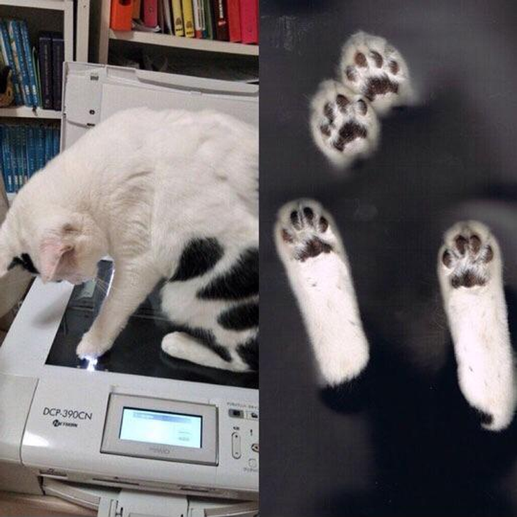 Кот научился делать скан.