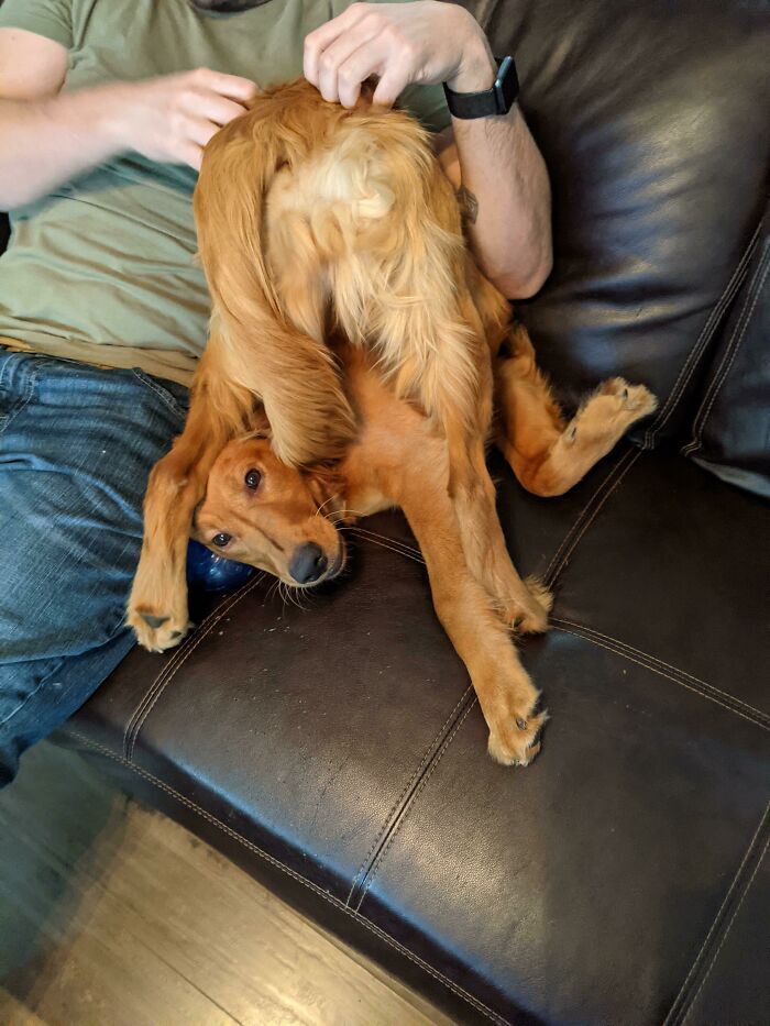 Пес любит, когда его гладят по спине.
