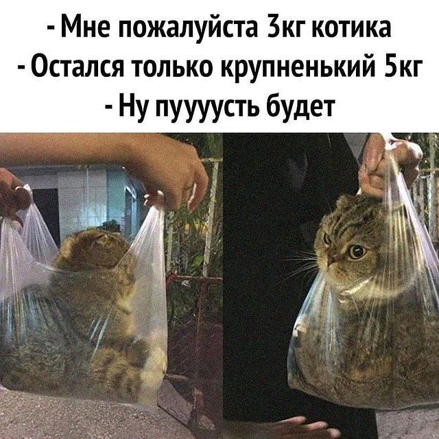 Мем с котом