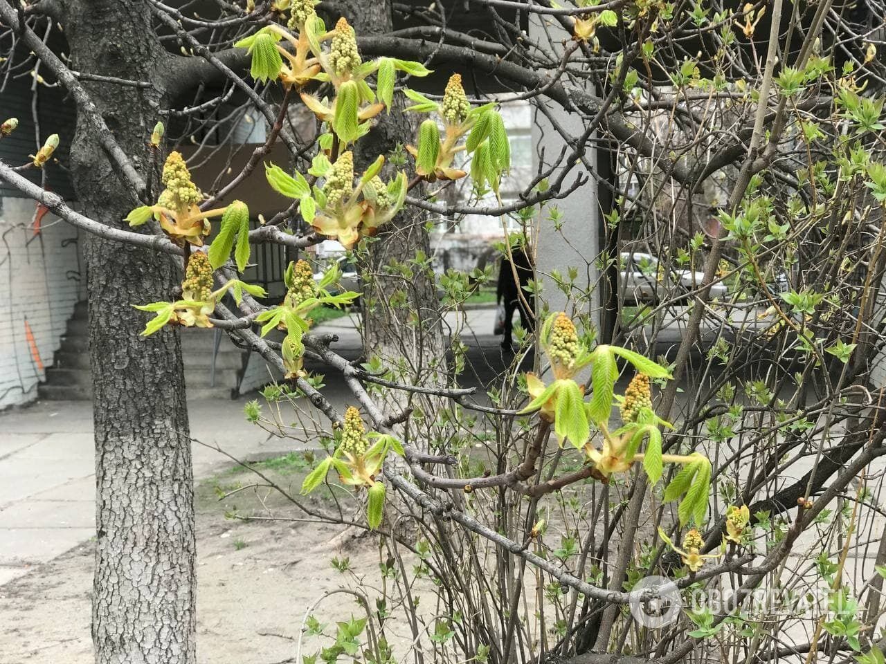В Киеве зацвели абрикосы и начали распускаться листья на деревьях. Фото