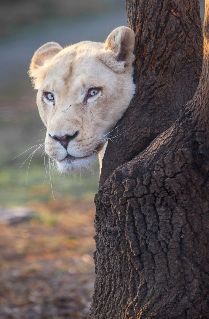 Редкая львица выглянула из-за дерева