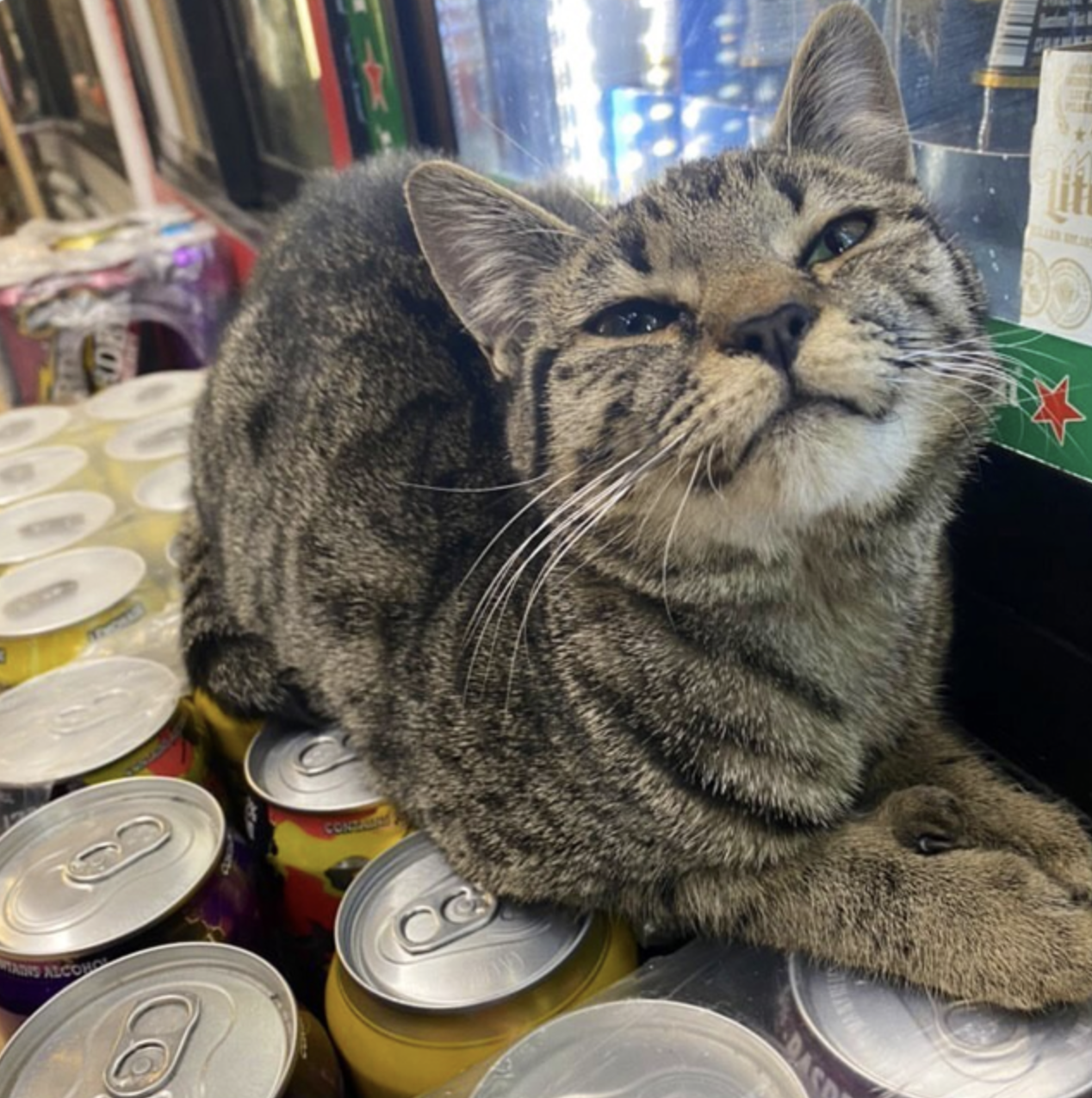 Котик лежит на жестяных банках с напитками