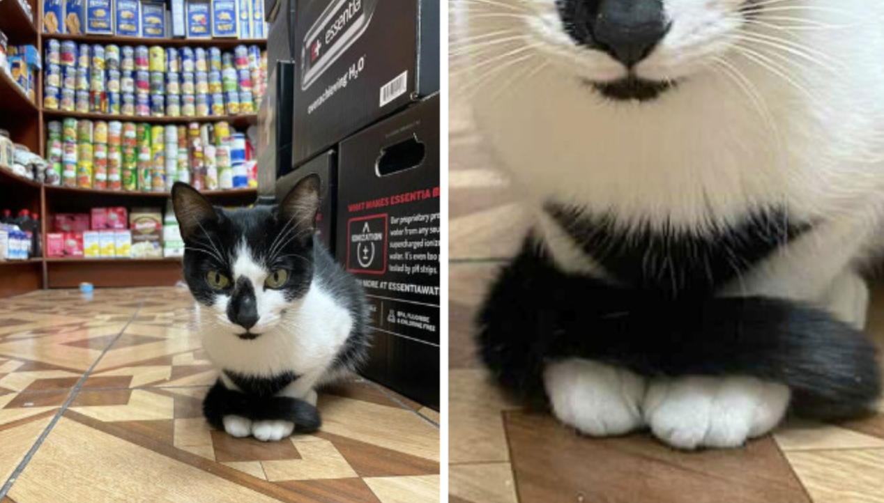 Кіт 5 років живе в магазині