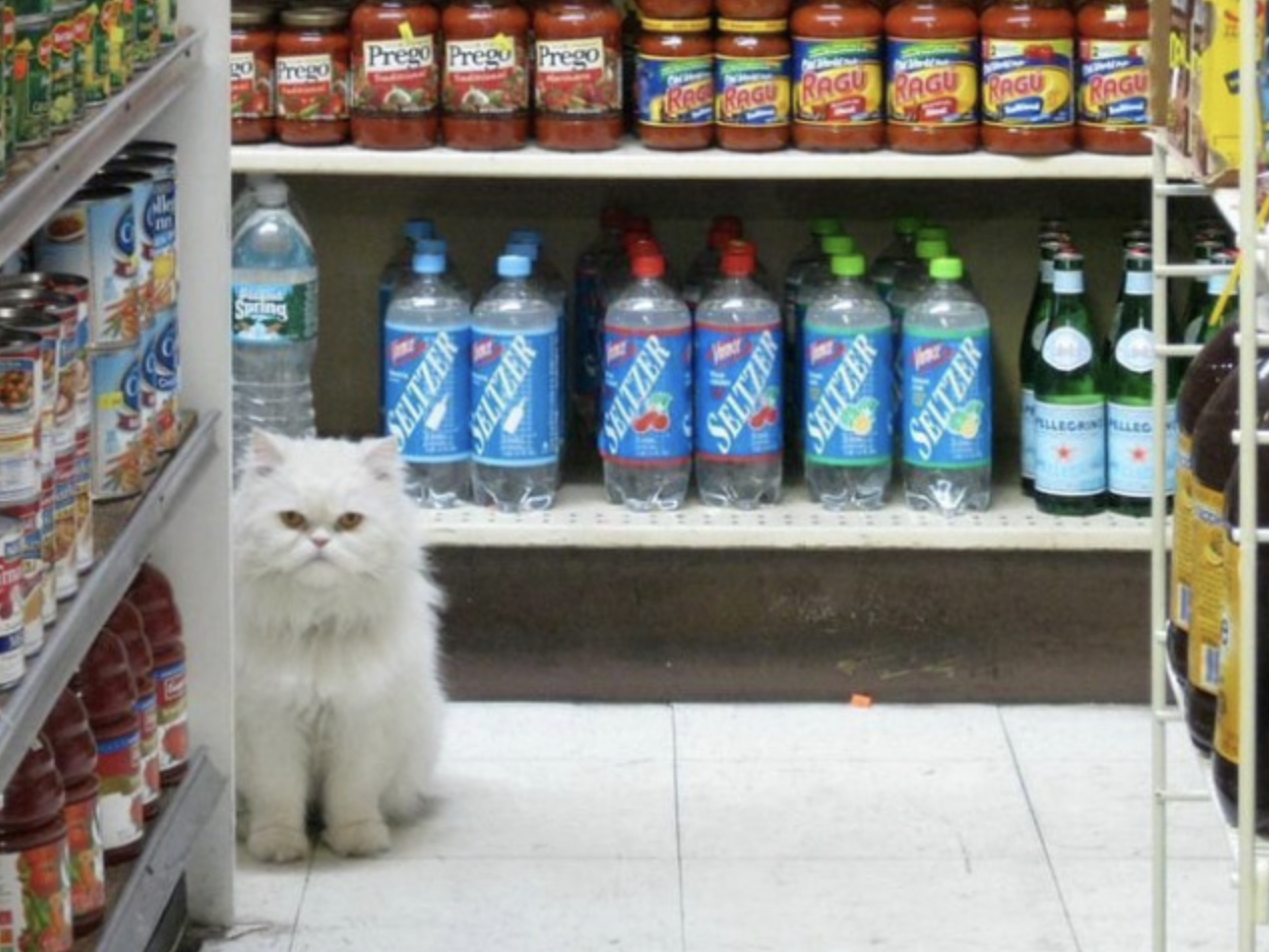 Кот руководит отделом напитков