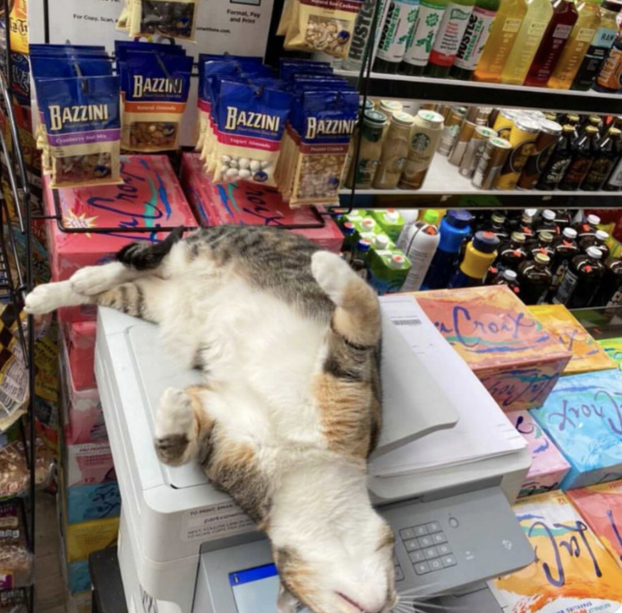 Кот спит на весах в маркете