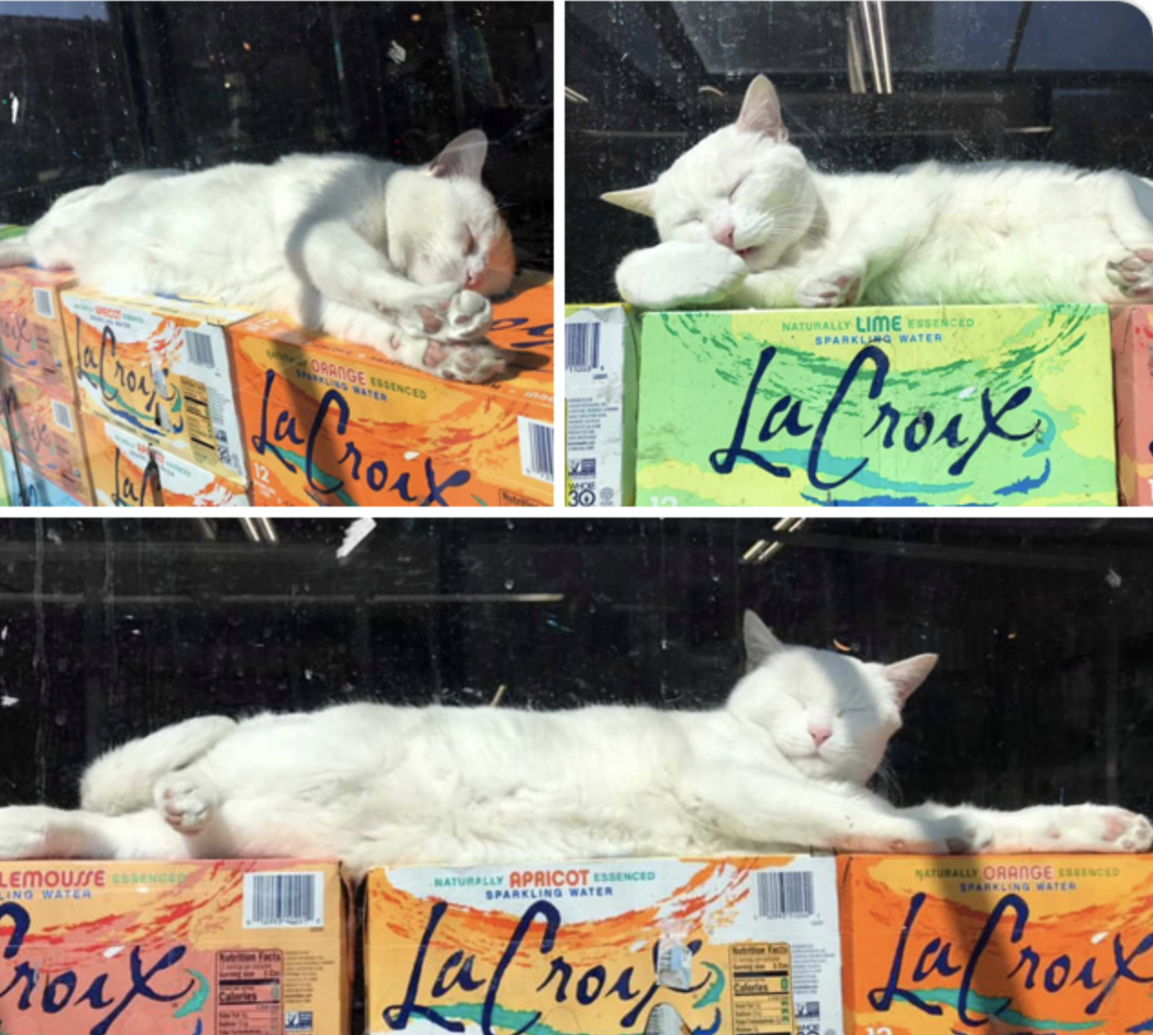 Белоснежный котик охраняет коробки