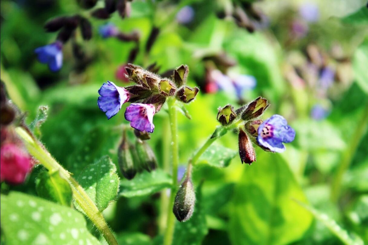 Считается, что в этот праздник цветок медуница приобретает целебную силу.