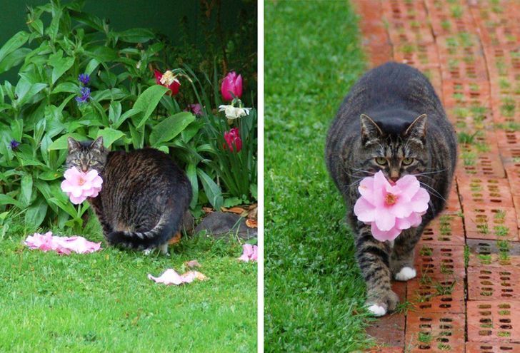 Кішечка приносить квіти хазяйці