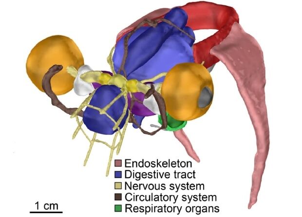 3D-модель внутренних органов осьминога