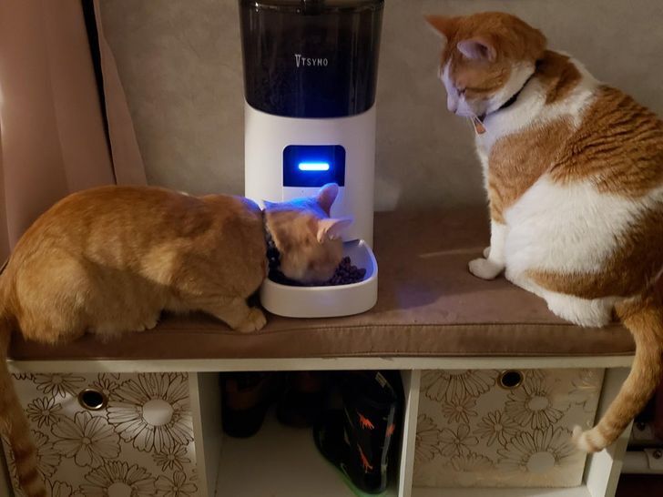 Кіт терпеливо чекає поки його молодший брат поїсть