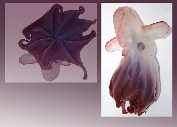 Плавниковый осьминог Grimpoteuthis imperator.