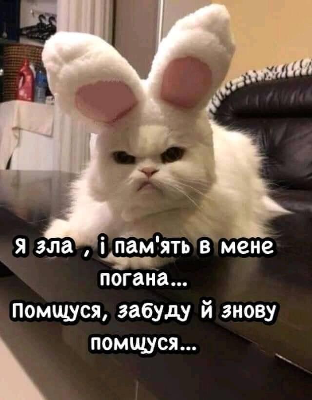 Мем с котом