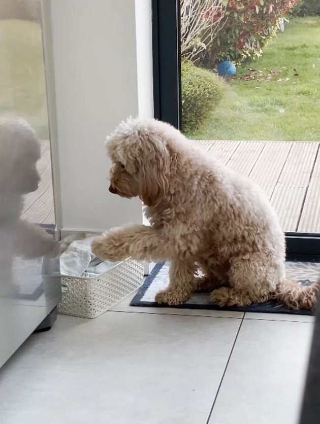 Собака ждет, пока ей вытрут лапы после прогулки