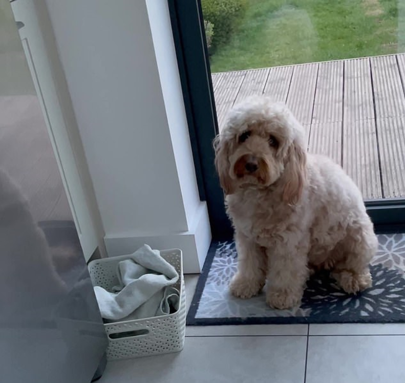 Собака ждет, пока ей вытрут лапы после прогулки