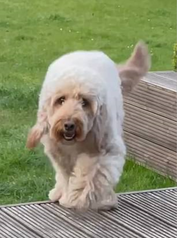 Собака по кличке Дойл