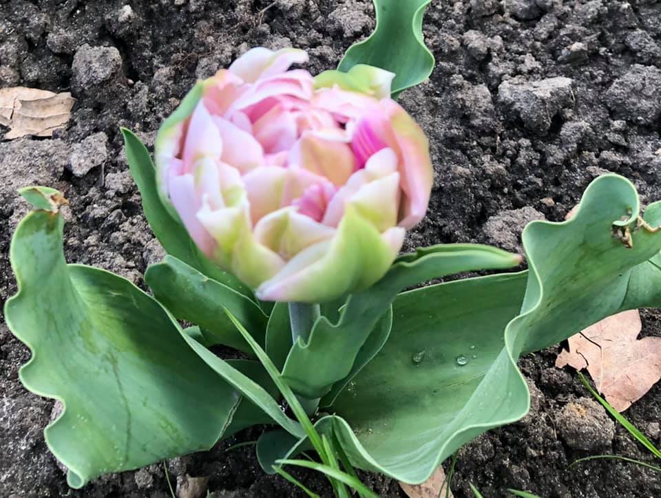 Унікальні рожево-білі тюльпани.