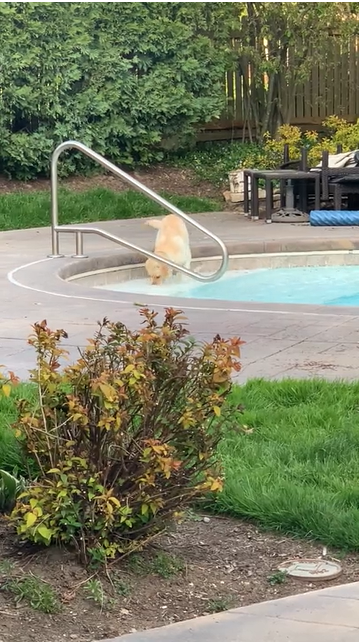 Лабрадор уперше побачив басейн