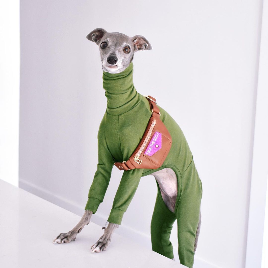 Собака позирует в модном наряде
