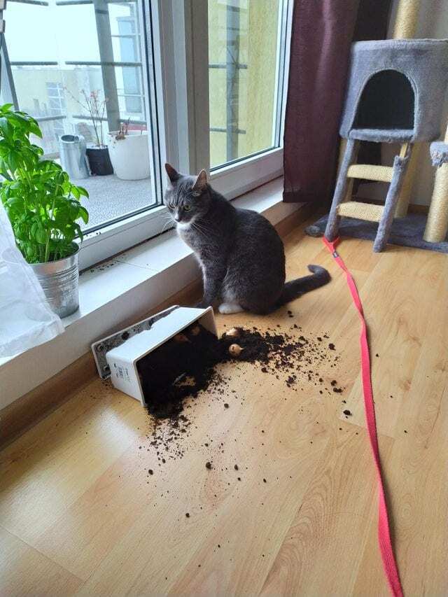 Кот разозлился и перекинул растения.