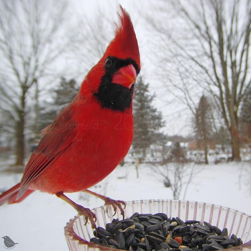 Красный попугай прилетел поесть зерна.