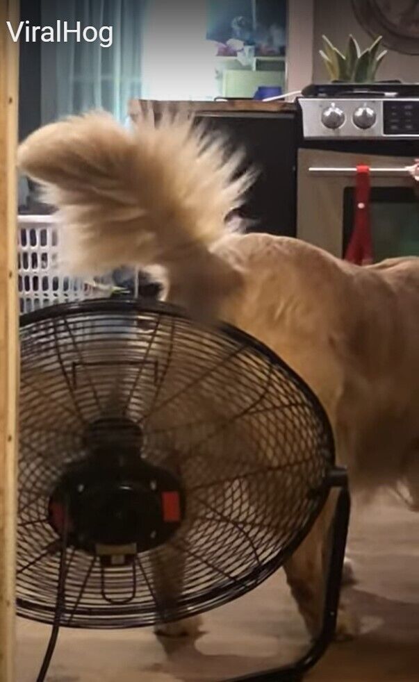 Собака стояла під вентилятором.