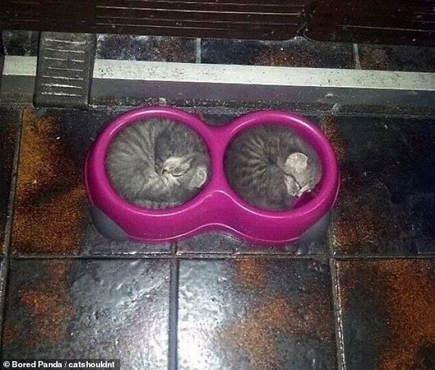 Кішки сплять у мисці для їжі.