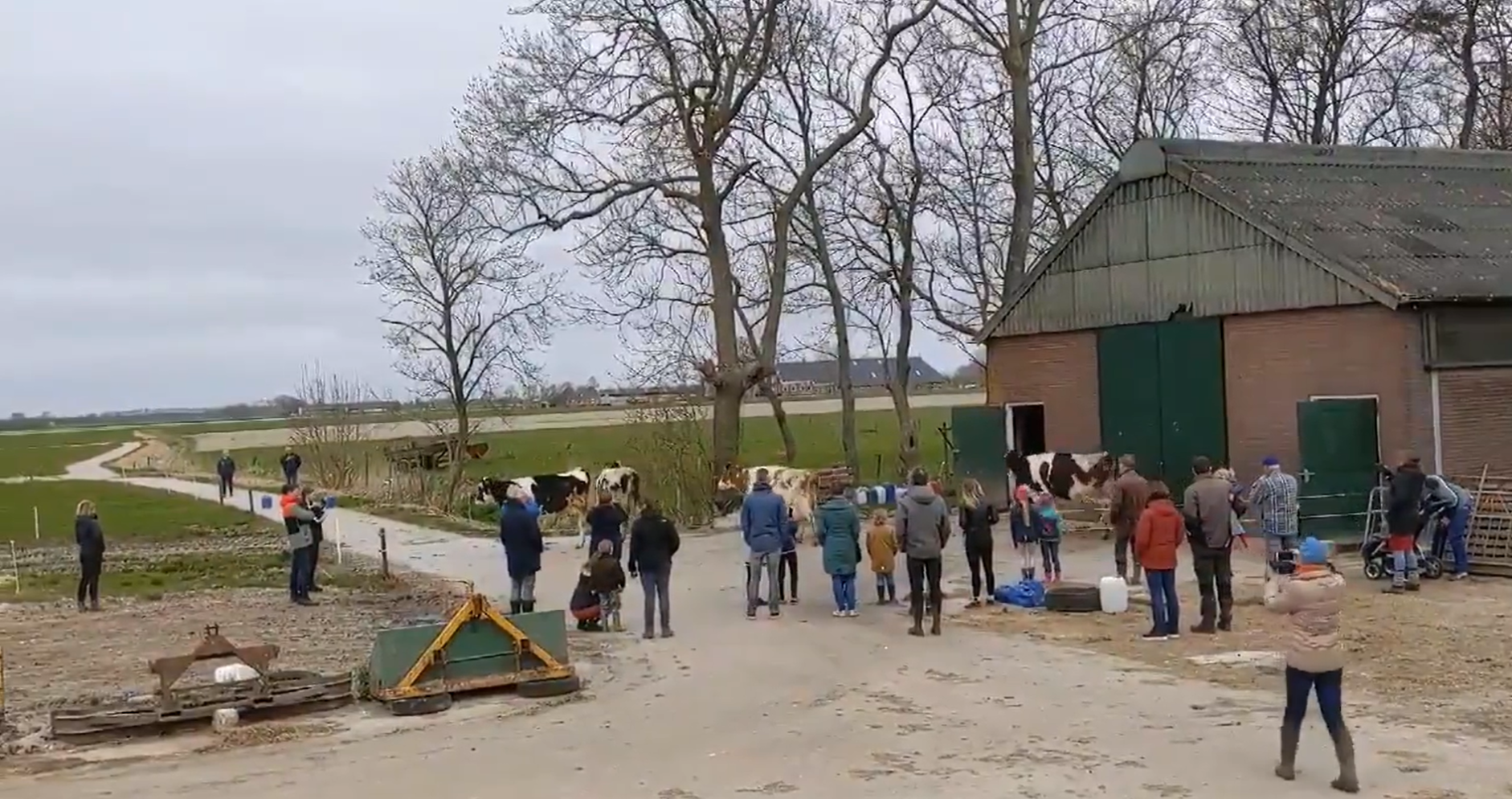 Кадр із відео з коровами в Нідерландах