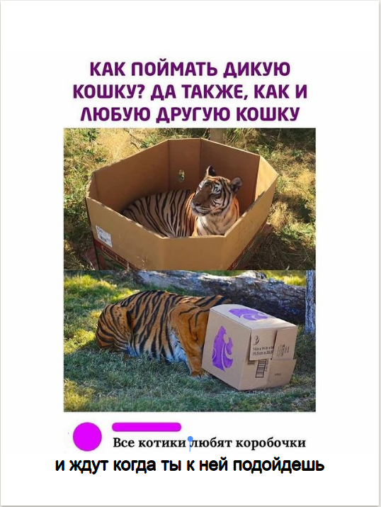 Мем о котах