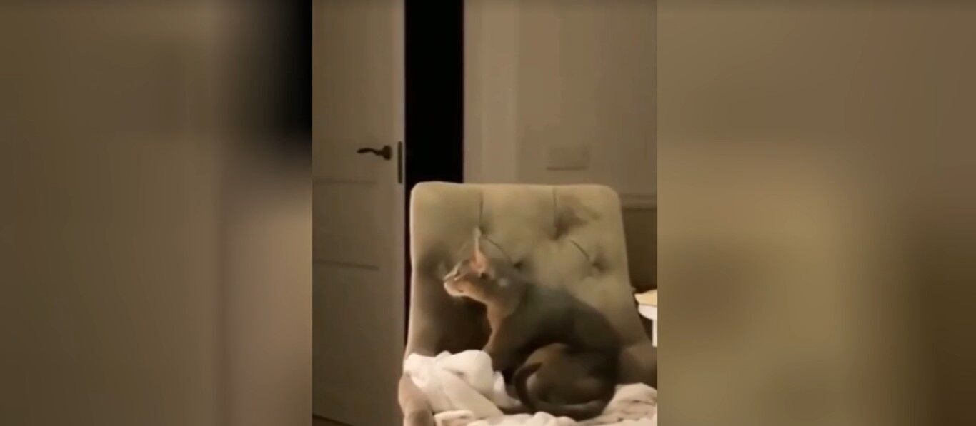 Кіт робить масаж.
