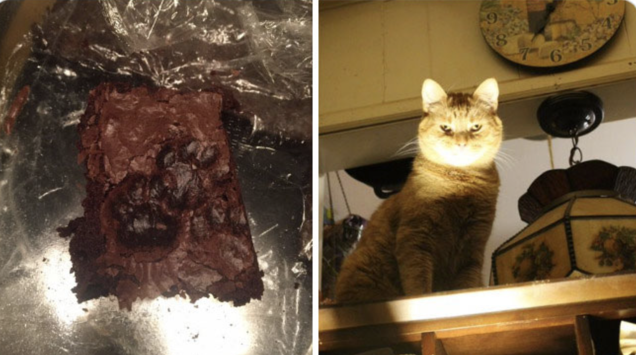 Хозяева вынуждены есть пирог с отпечатками кошачьих лап.