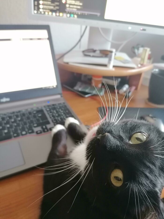 Кішечка заважає працювати онлайн