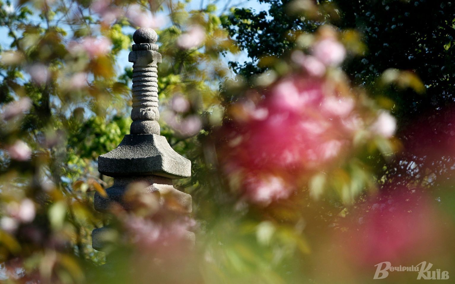 Аллея сакур в парке цветов