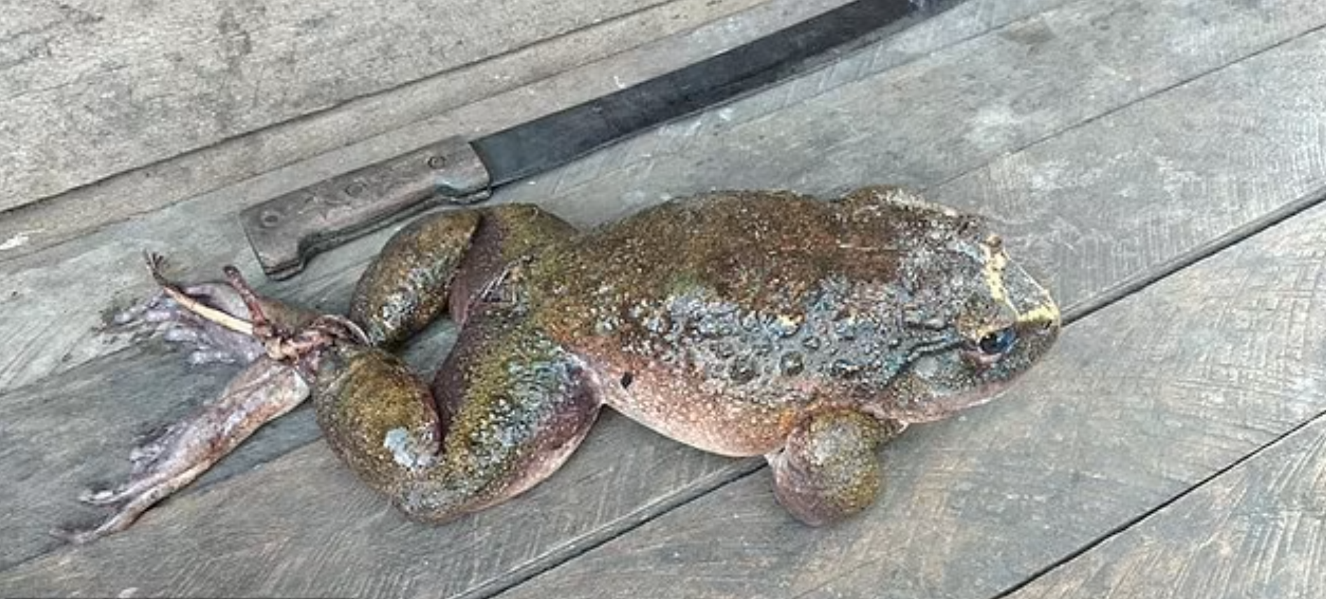 Чоловік знайшов гігантську жабу