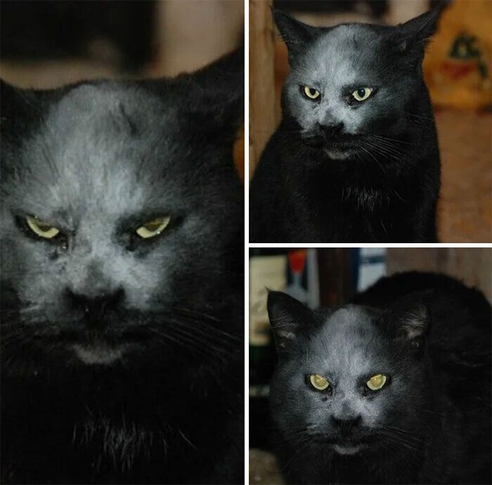 Кот испачкался мукой и стал похож на дьявола.