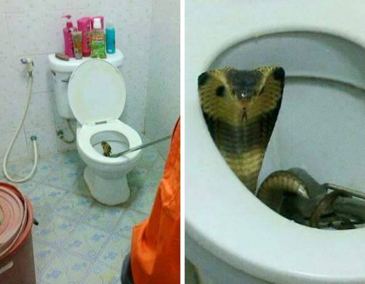У туалеті оселилася змія