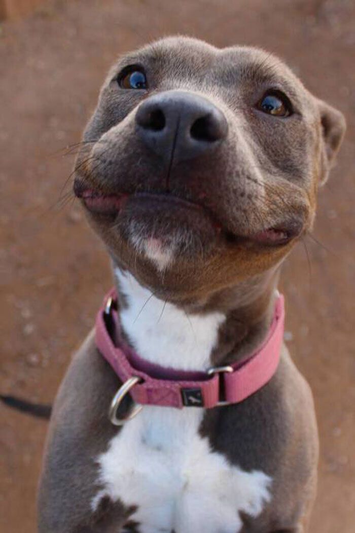 Даже суровые бойцовские псы искренне улыбаются.
