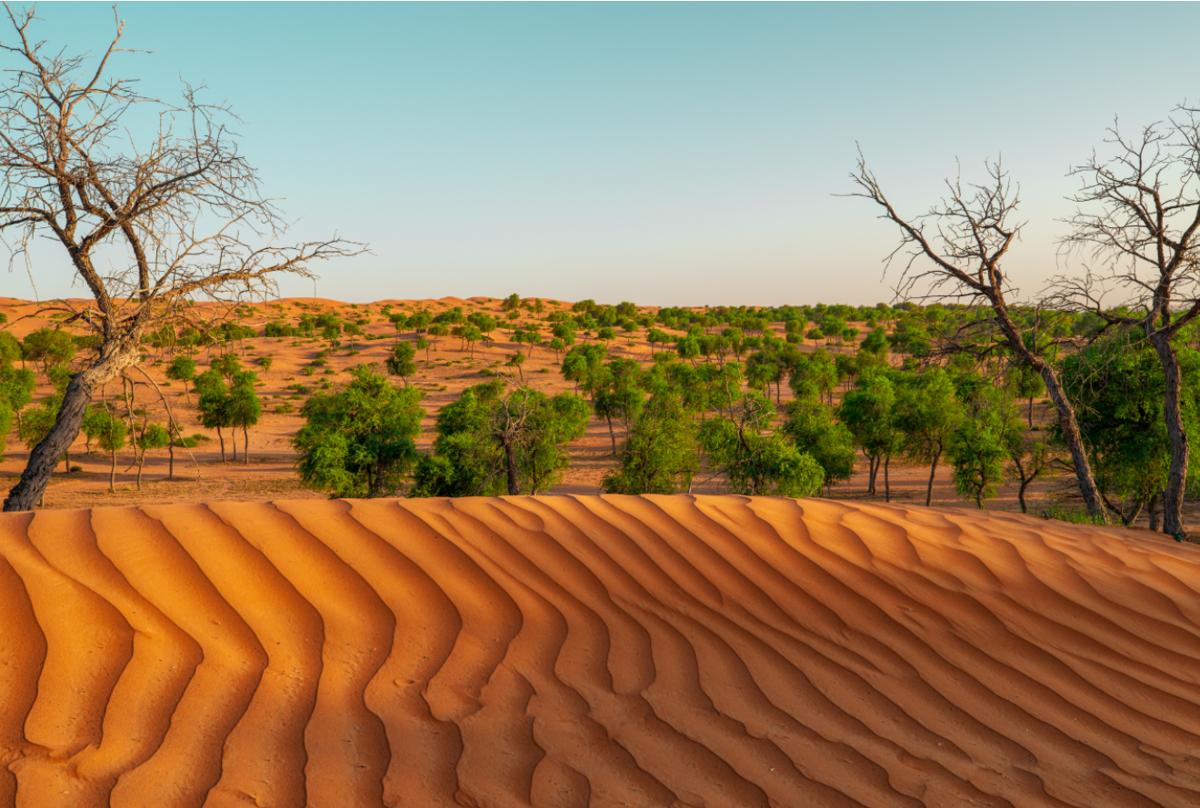 Пустыня в Рас-эль-Хайме ярко-оранжевого цвета