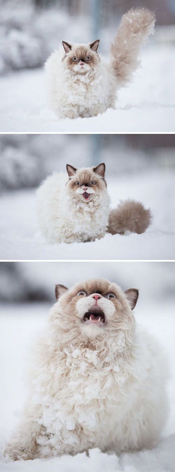 Кот не очень обрадовался снежной погоде.