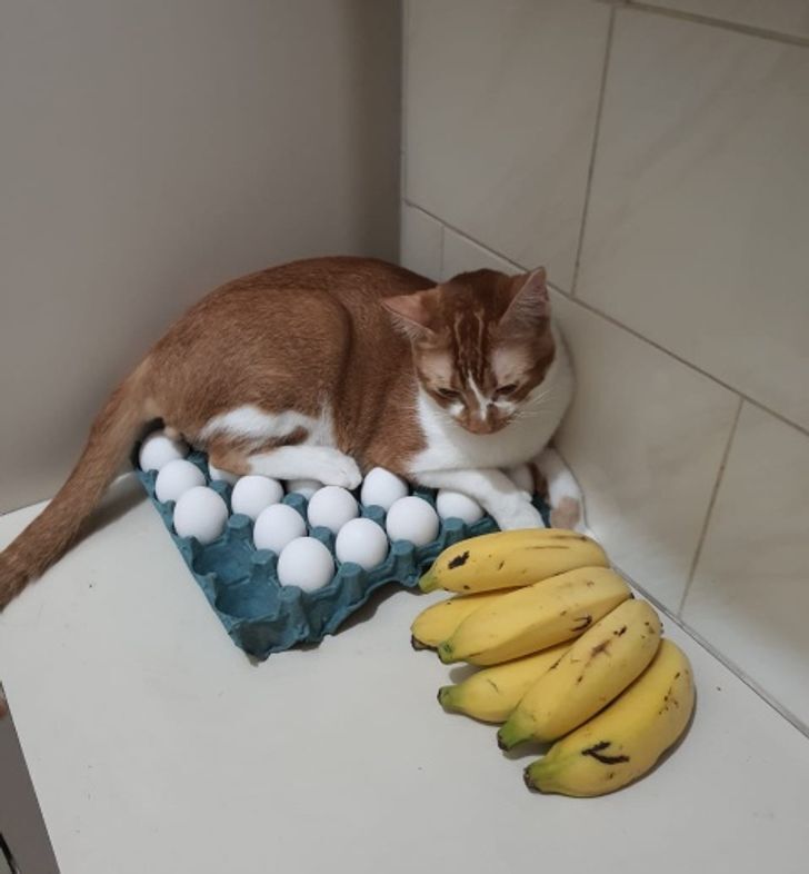 Кіт знайшов місце для сну.