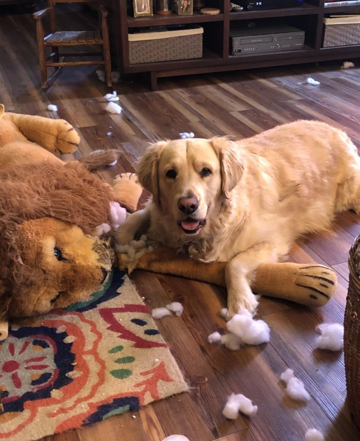 Пес поборов хижого звіра