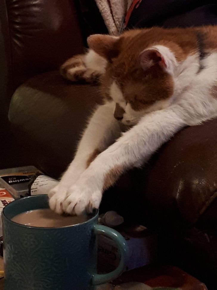 Кіт любить робити манікюр з кофеїном